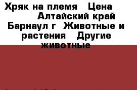 Хряк на племя › Цена ­ 20 000 - Алтайский край, Барнаул г. Животные и растения » Другие животные   